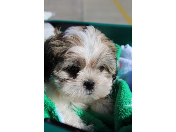 Teddy Bear DOG Female White/Sable 6424 Petland Montgomery, Alabama