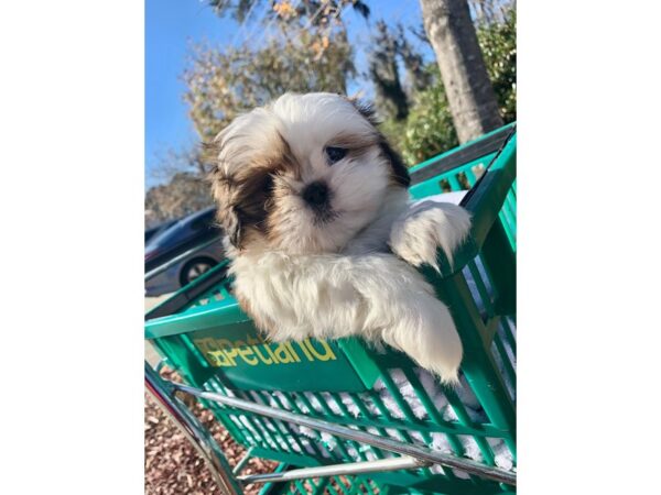 Shih Tzu DOG Female Brown/White 6420 Petland Montgomery, Alabama