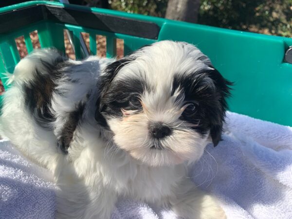 Shih Tzu DOG Female Black/White 6421 Petland Montgomery, Alabama