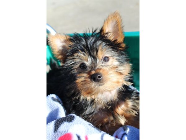 Yorkshire Terrier DOG Female Black and Tan 6427 Petland Montgomery, Alabama