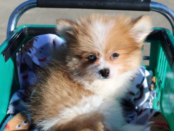 Pomeranian DOG Male Orange Sable 6433 Petland Montgomery, Alabama