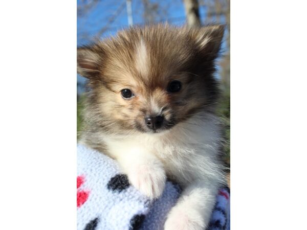 Pomeranian DOG Female White 6426 Petland Montgomery, Alabama