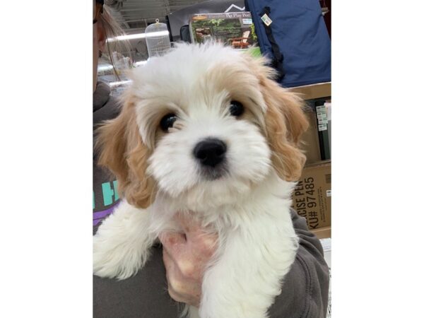 Cavachon-DOG-Female-Blenheim-6429-Petland Montgomery, Alabama