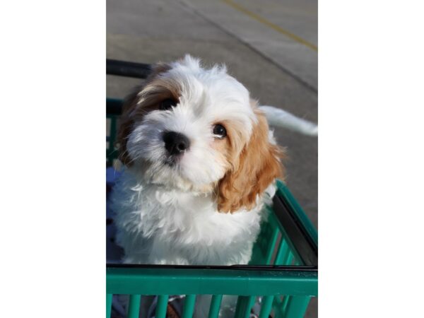 Cavachon-DOG-Female-Blenheim-6430-Petland Montgomery, Alabama