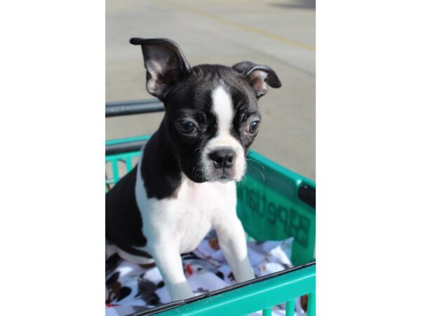 Boston Terrier-DOG-Female-Black and White-6428-Petland Montgomery, Alabama