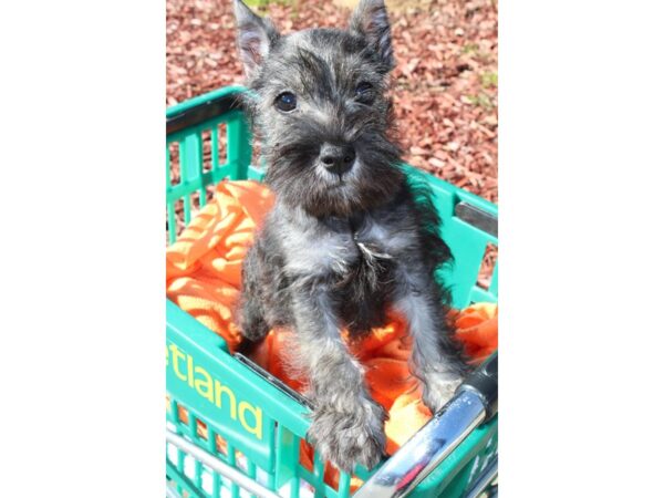 Miniature Schnauzer DOG Male Salt / Pepper 6431 Petland Montgomery, Alabama