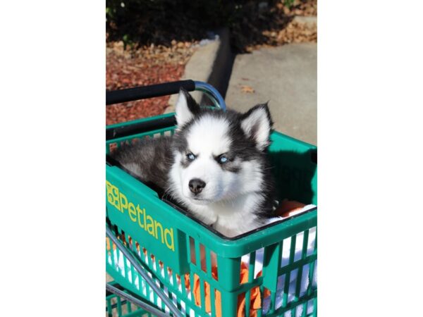 Siberian Husky DOG Female Black / White 6434 Petland Montgomery, Alabama