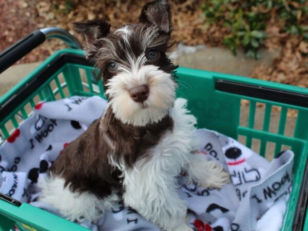 Miniature Schnauzer DOG Female Chocolate 6432 Petland Montgomery, Alabama