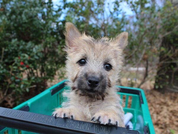 Cairn Terrier DOG Female Wheaten 6435 Petland Montgomery, Alabama