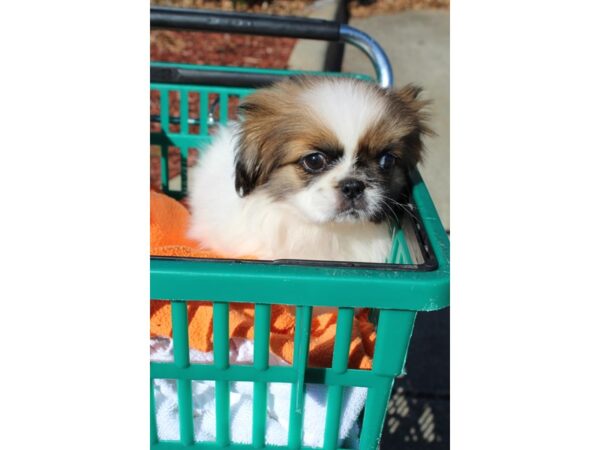 Pekingese DOG Female Sable / White 6437 Petland Montgomery, Alabama