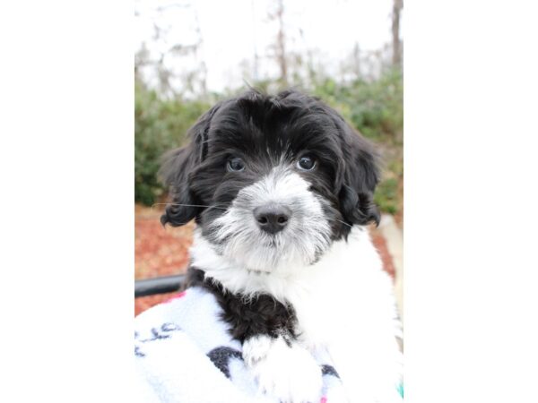 Coton De Tulear DOG Male Black / White 6436 Petland Montgomery, Alabama