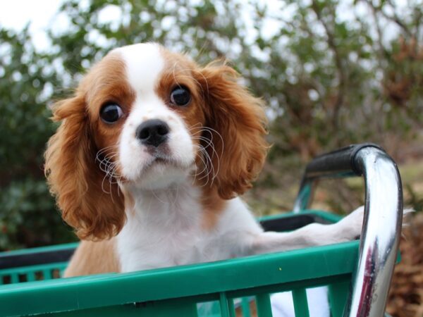 Cavalier King Charles Spaniel-DOG-Male-blenheim-6408-Petland Montgomery, Alabama