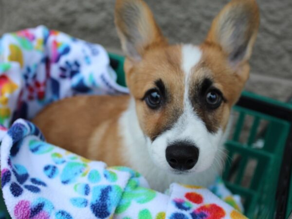 Pembroke Welsh Corgi DOG Male Red / White 6404 Petland Montgomery, Alabama