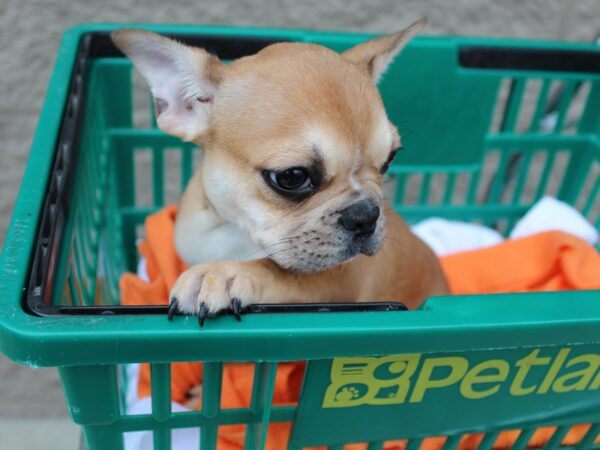 French Bulldog-DOG-Female-FAWN-6407-Petland Montgomery, Alabama