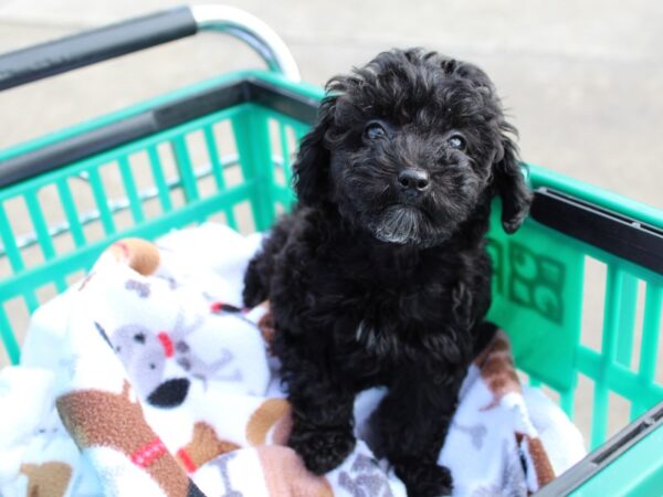 Miniature Poodle DOG Female Black 6439 Petland Montgomery, Alabama