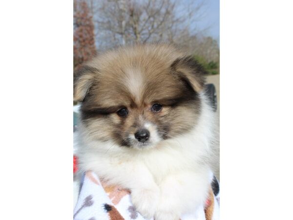 Pomeranian-DOG-Male-Wolf Sable-6438-Petland Montgomery, Alabama