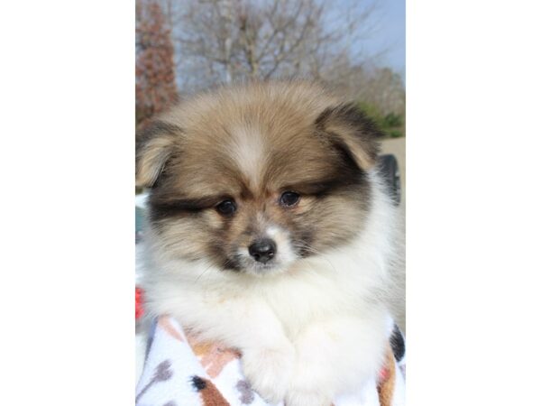 Pomeranian DOG Male Wolf Sable 6438 Petland Montgomery, Alabama