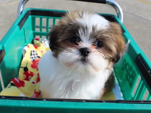 Shih Tzu DOG Male Brown / White 6440 Petland Montgomery, Alabama