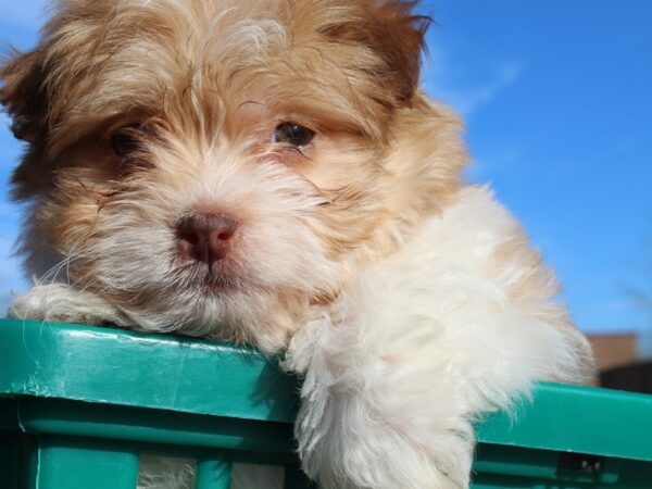 Havanese DOG Male White / Gold 6441 Petland Montgomery, Alabama