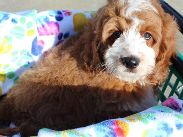 Comfort Goldendoodle DOG Male Dark Golden/White 6444 Petland Montgomery, Alabama