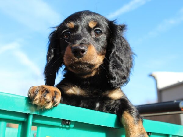 Dachshund DOG Male Black/Tan 6446 Petland Montgomery, Alabama