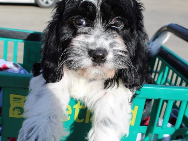 Cavapoo DOG Female black/white 6443 Petland Montgomery, Alabama