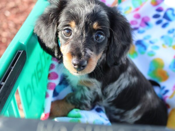 Dachshund DOG Female Blue Dapple 6445 Petland Montgomery, Alabama