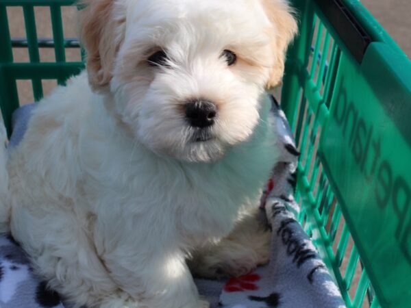 Teddy Bear DOG Male White 6442 Petland Montgomery, Alabama