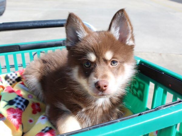 Pomsky DOG Male Chocolate White Tan 6454 Petland Montgomery, Alabama