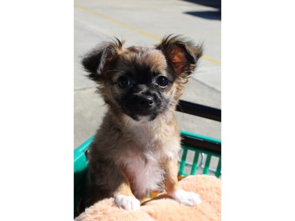 Chihuahua DOG Male Sable / White 6452 Petland Montgomery, Alabama