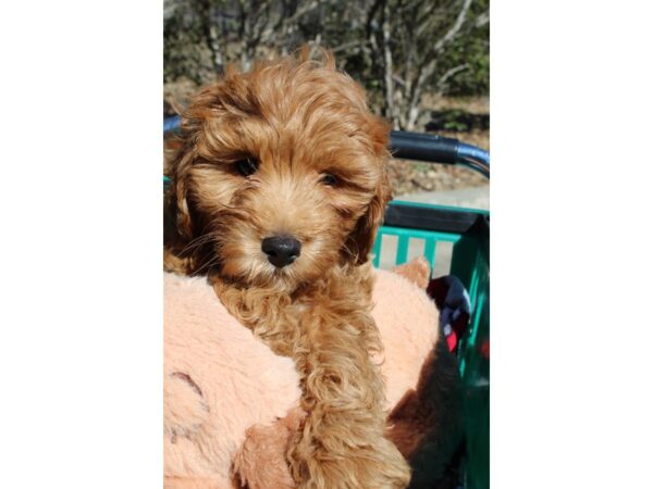 2nd Generation Mini Goldendoodle DOG Female Golden 6449 Petland Montgomery, Alabama