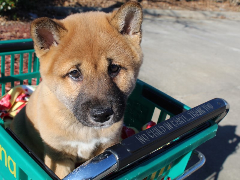 Shiba Inu Puppy Red Sesame ID:6448 Located at Petland Montgomery