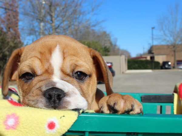 Bulldog/Bulldog-Beagle DOG Female Red / White 6453 Petland Montgomery, Alabama