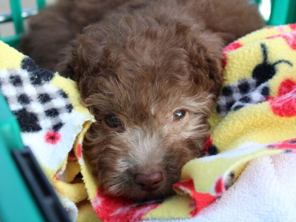 Miniature Poodle DOG Male Chocolate 6457 Petland Montgomery, Alabama