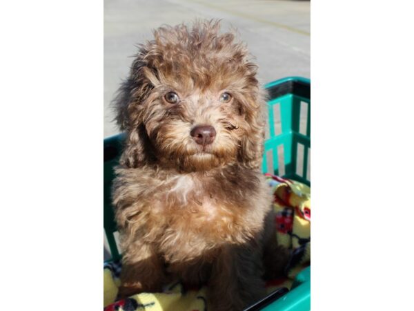 Cavapoo DOG Female Golden 6451 Petland Montgomery, Alabama