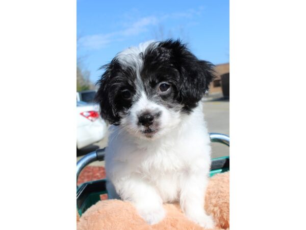 Coton De Tulear DOG Female Black / White 6463 Petland Montgomery, Alabama