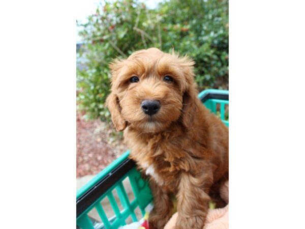 Goldendoodle Mini 2nd Gen-DOG-Male-Red-6460-Petland Montgomery, Alabama