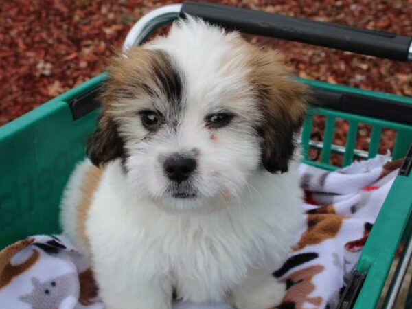 Teddy Bear DOG Male Tri color 6456 Petland Montgomery, Alabama