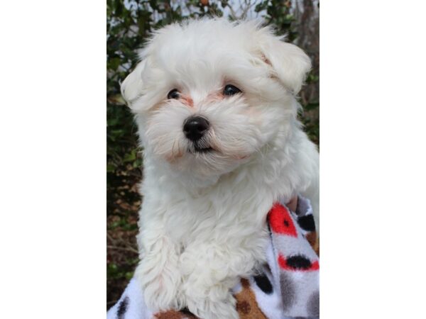 Maltese-DOG-Male-White-6455-Petland Montgomery, Alabama