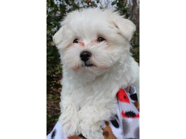 Maltese DOG Male White 6455 Petland Montgomery, Alabama