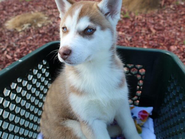 Siberian Husky DOG Male Red / White 6462 Petland Montgomery, Alabama