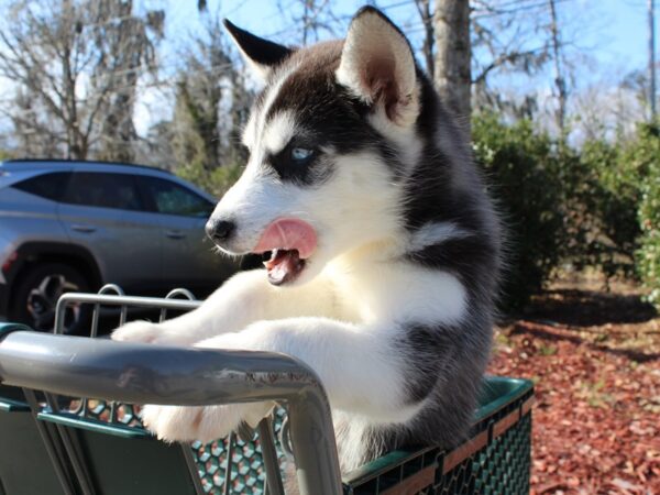 Siberian Husky-DOG-Female-Black / White-6461-Petland Montgomery, Alabama