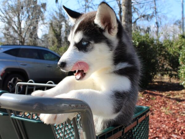 Siberian Husky DOG Female Black / White 6461 Petland Montgomery, Alabama