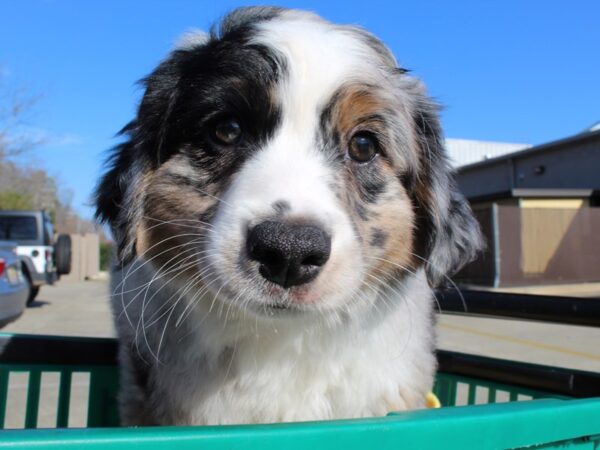 Miniature Australian Shepherd DOG Male Blue Merle 6459 Petland Montgomery, Alabama