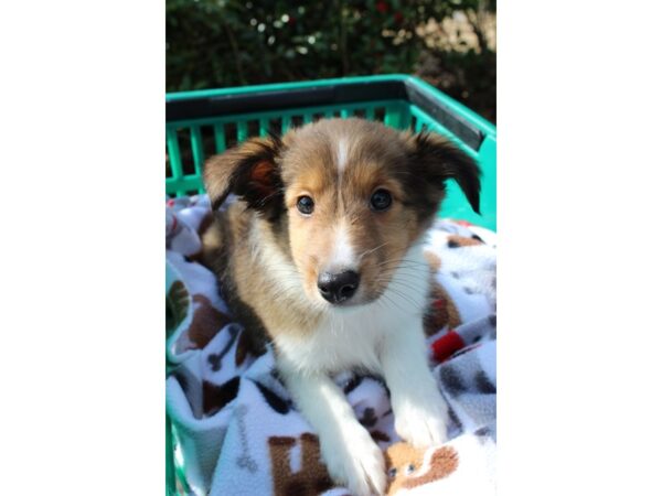 Shetland Sheepdog DOG Female Brown / White 6464 Petland Montgomery, Alabama