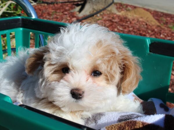 Maltipoo DOG Female Cream/Tan 6466 Petland Montgomery, Alabama