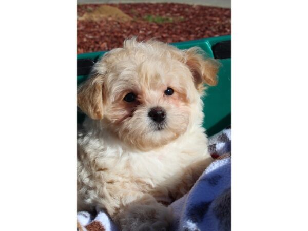 Maltipoo DOG Male Cream 6467 Petland Montgomery, Alabama