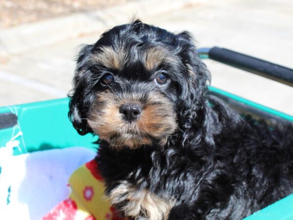 Cocka Poo DOG Female Black/Tan 6473 Petland Montgomery, Alabama