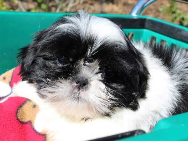 Shih Tzu DOG Male Black / White 6465 Petland Montgomery, Alabama