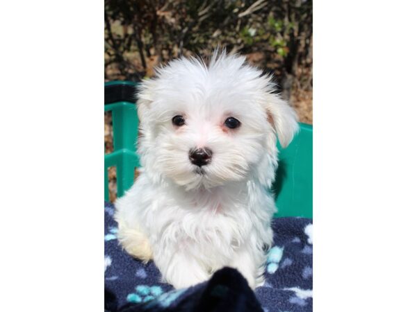 Maltese DOG Female WHITE 6470 Petland Montgomery, Alabama